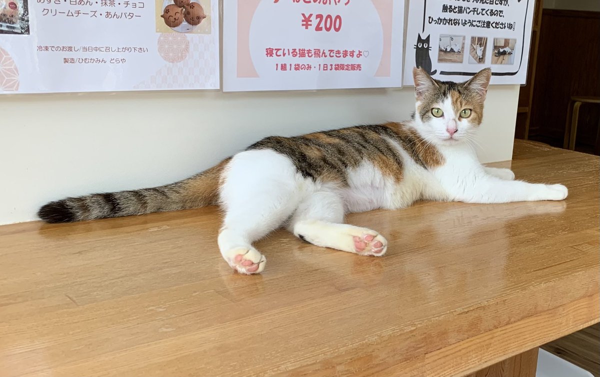 保護猫カフェうたたね tweet media