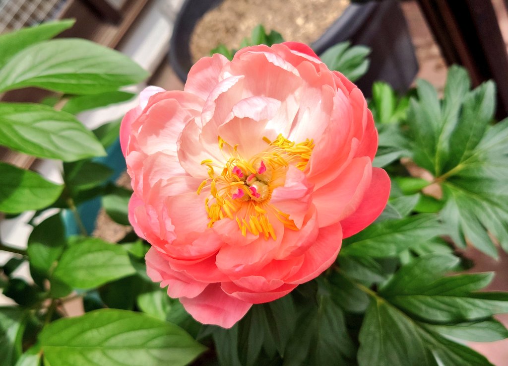 長尾隆央＠Tenor tweet media