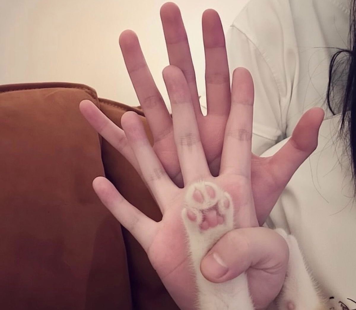 พัชชา𐙚 tweet media