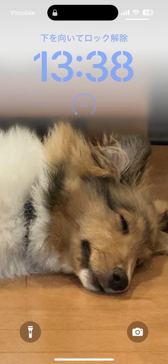 怠惰のしらす tweet media