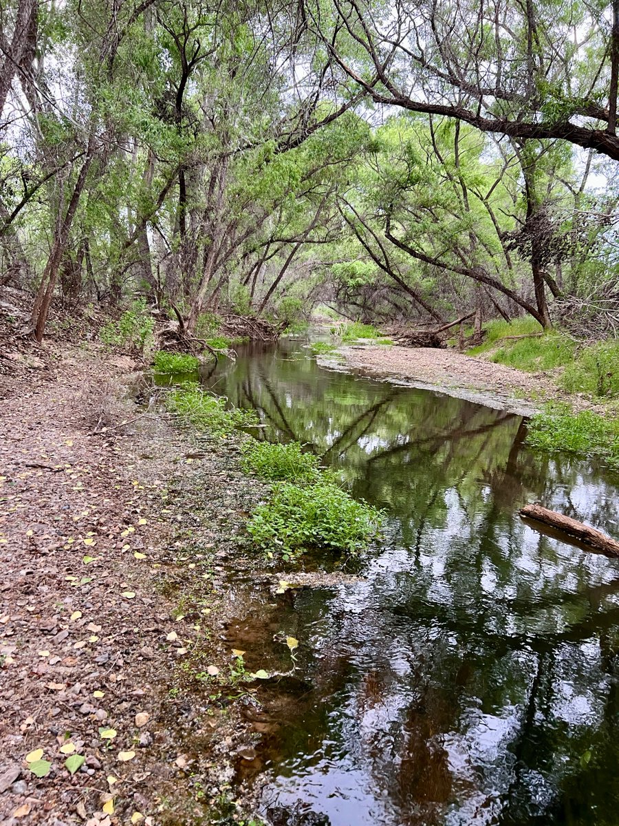 CrytzerFry's tweet image. Spent time on one of the mitigation properties along the lower San Pedro, monitoring stream flow. Such important conservation land along some of the river's remaining perennial stretches, threatened by #mining. Wild #turkeys, #riparian areas of #cottonwoods and #willows. #AZWater