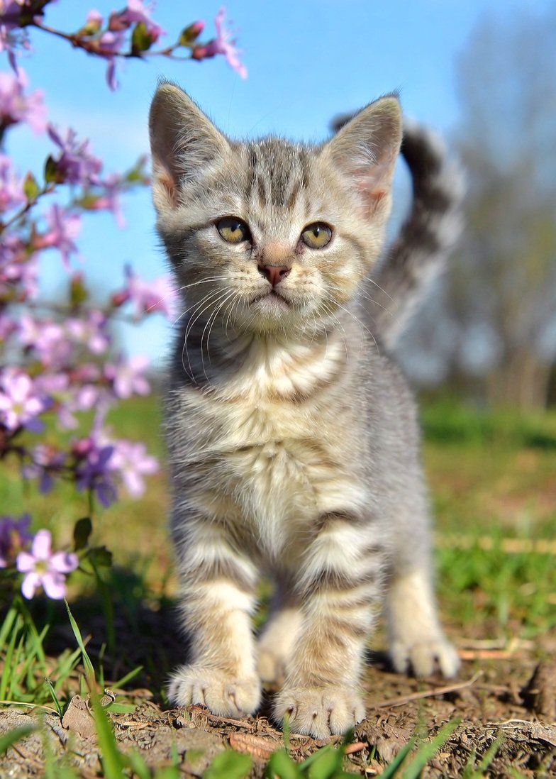Davy_TNT's tweet image. Good morning everyone 😺
Friday has rolled in 🩶 Wishing you a bright and steady day #FridayFeeling