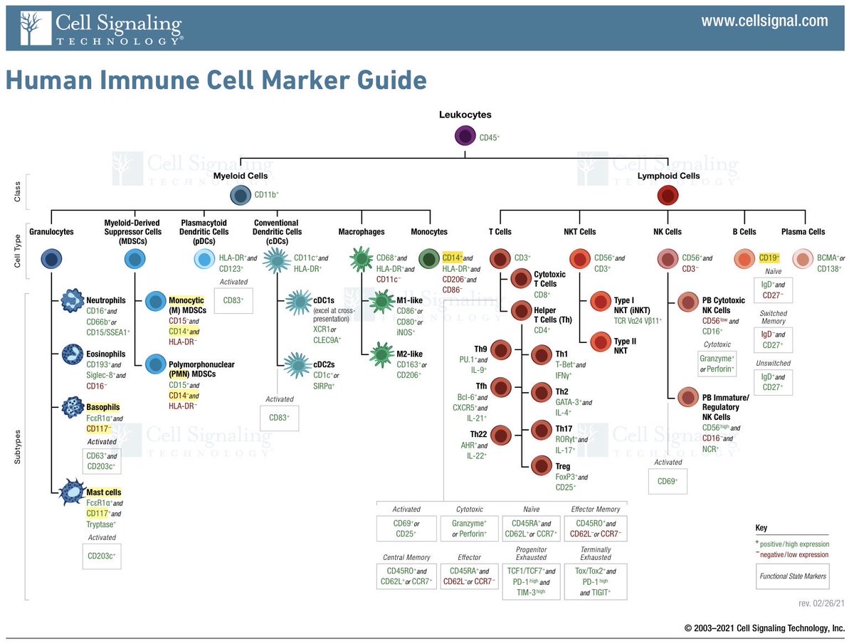 HA_Laboratory's tweet photo. 🔷Human Immune Cell Marker Guide 🩸🩸

#cellsignaling https://t.co/LMtDjZ3WQc