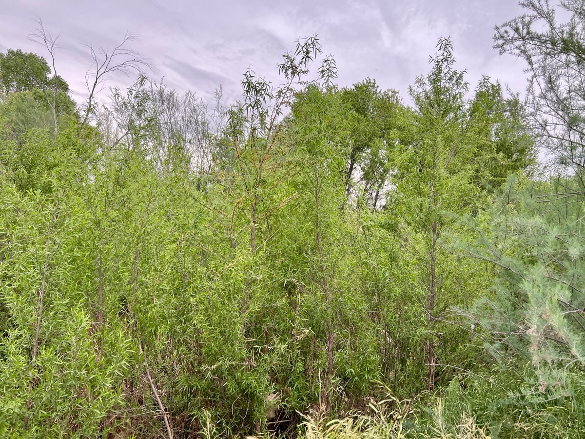 CrytzerFry's tweet image. Spent time on one of the mitigation properties along the lower San Pedro, monitoring stream flow. Such important conservation land along some of the river's remaining perennial stretches, threatened by #mining. Wild #turkeys, #riparian areas of #cottonwoods and #willows. #AZWater