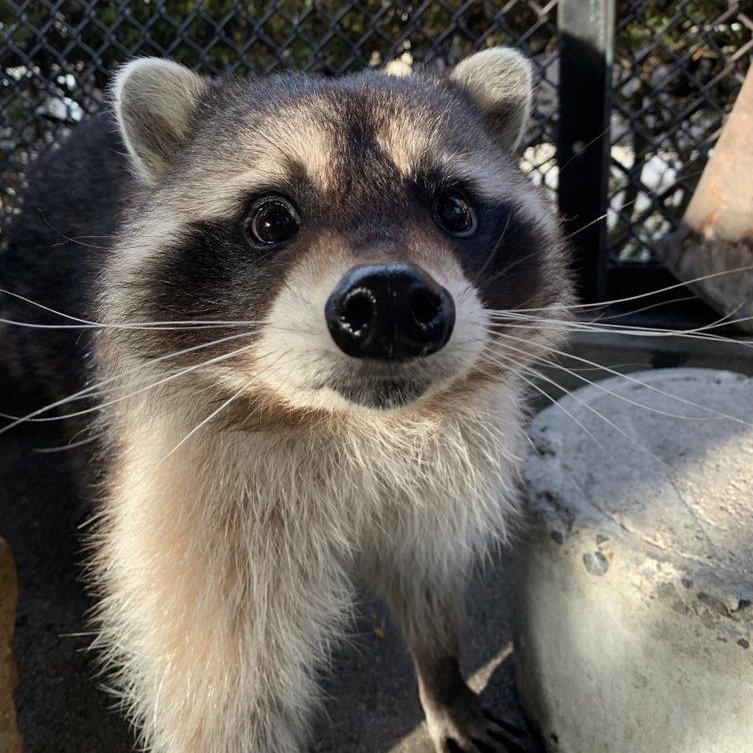 Yo cuando mi novia se está cambiando y me atrapa mirándole las tetas.