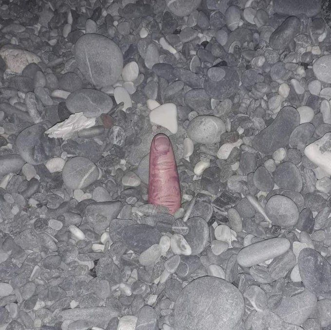 dinosaur tweet media