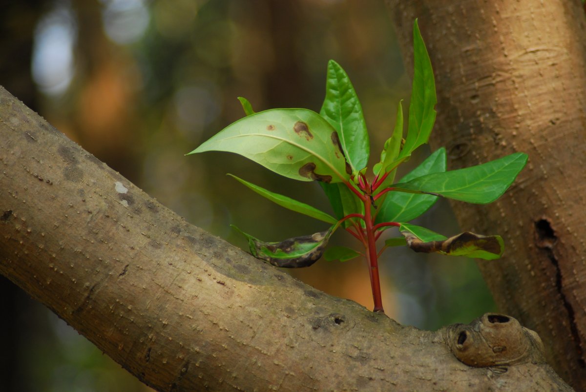 33miura's tweet image. BW
 
無性にモノクロ・フィルムで撮影したい！
 
万博記念公園（大阪・千里）
 
#CAMERA
#Leica
#Nikon
#Bronica
#Kodak
#FujiFilm
