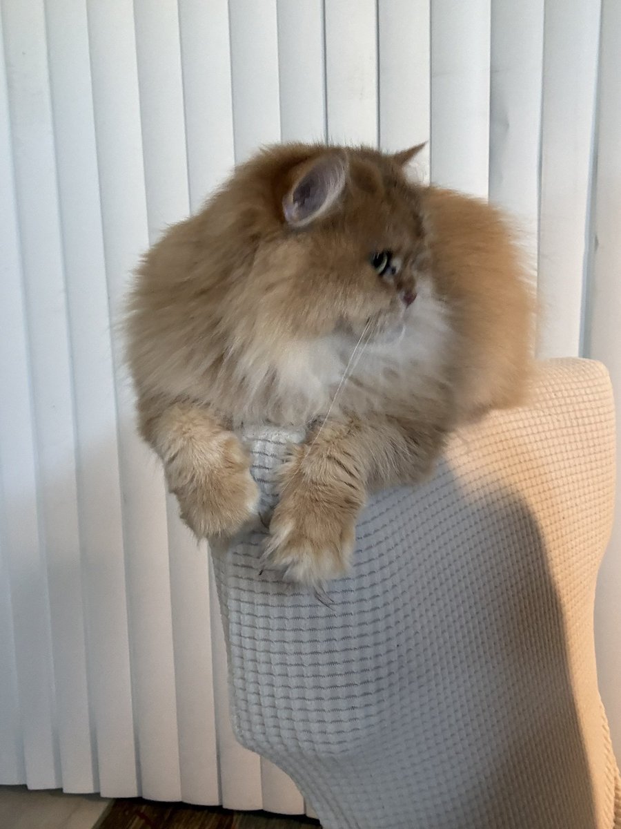 mimisents's tweet image. #WHY did she do this?