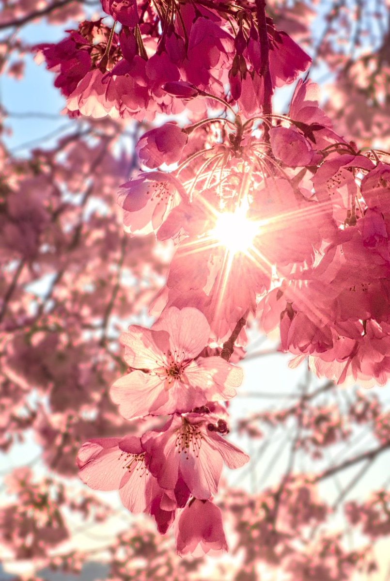 blossom. tweet media