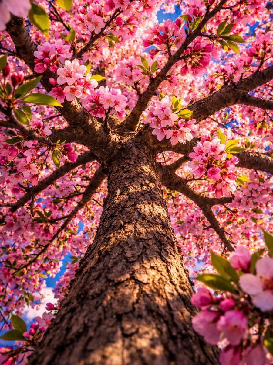 blossom. tweet media