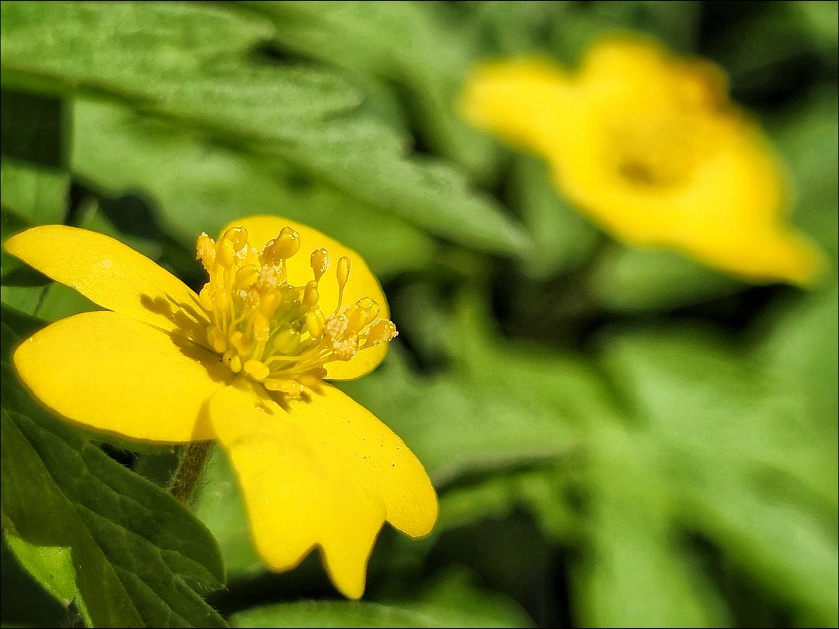 k_pawlowska's tweet image. #GoodMorning &amp;amp; #TGIF 😊

Today’s #DailyPictureTheme is #Nature so here are some #Spring #FlowersOnFriday 🌸

And #SongOfTheDay is "Never Enough"🎶
youtu.be/aN3HnP9lIhc?si…

#FridayVibes #ColorsOfSpring