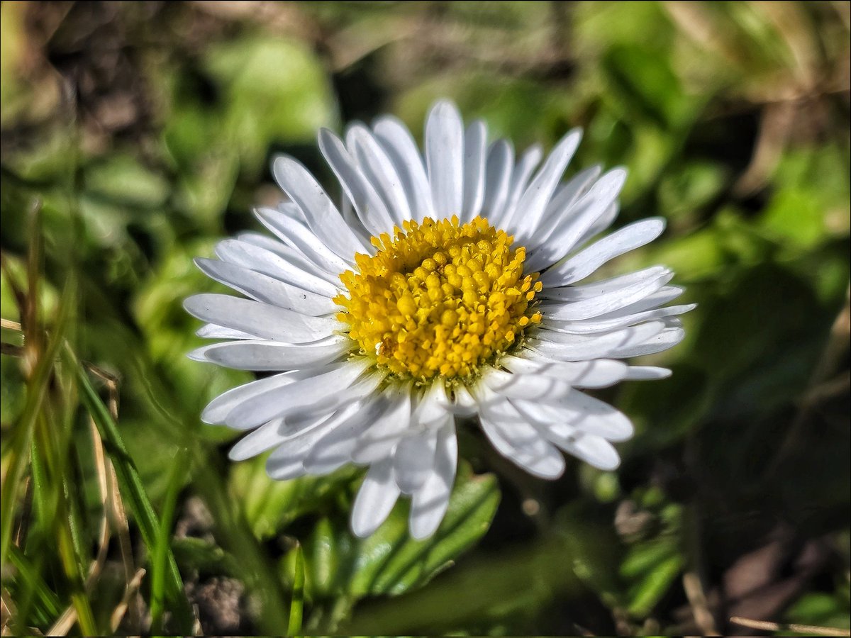 k_pawlowska's tweet image. #GoodMorning &amp;amp; #TGIF 😊

Today’s #DailyPictureTheme is #Nature so here are some #Spring #FlowersOnFriday 🌸

And #SongOfTheDay is "Never Enough"🎶
youtu.be/aN3HnP9lIhc?si…

#FridayVibes #ColorsOfSpring