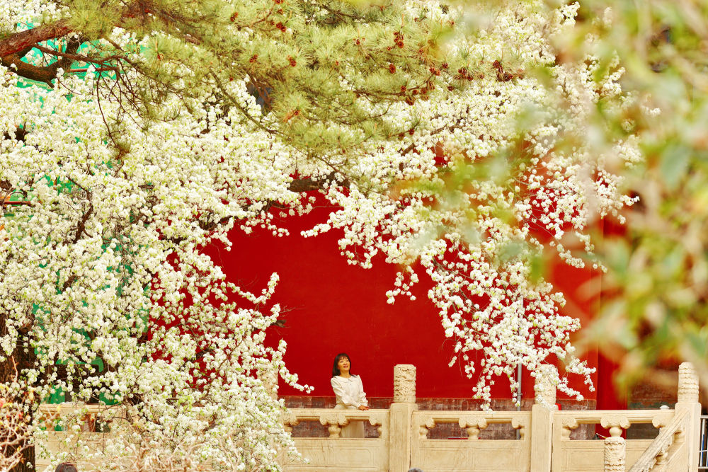 lwp521079's tweet photo. 北京：明十三陵长陵花开正盛 https://t.co/T7YudueabA
