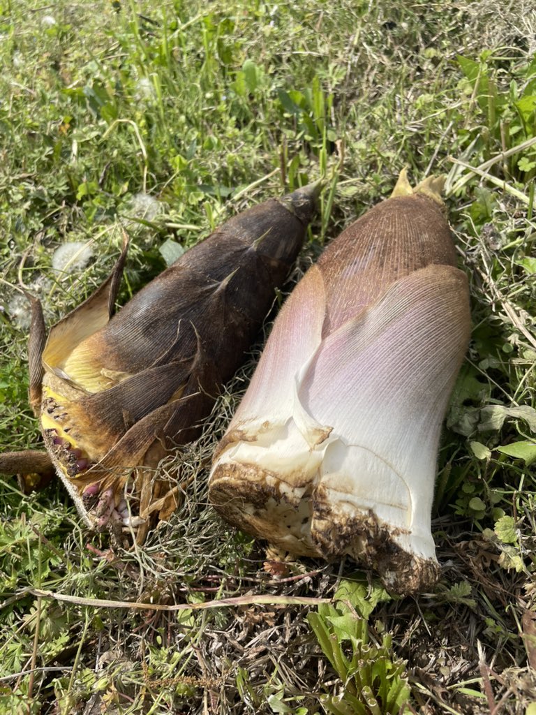 渡邉幹 - Motoki Watanabe tweet media