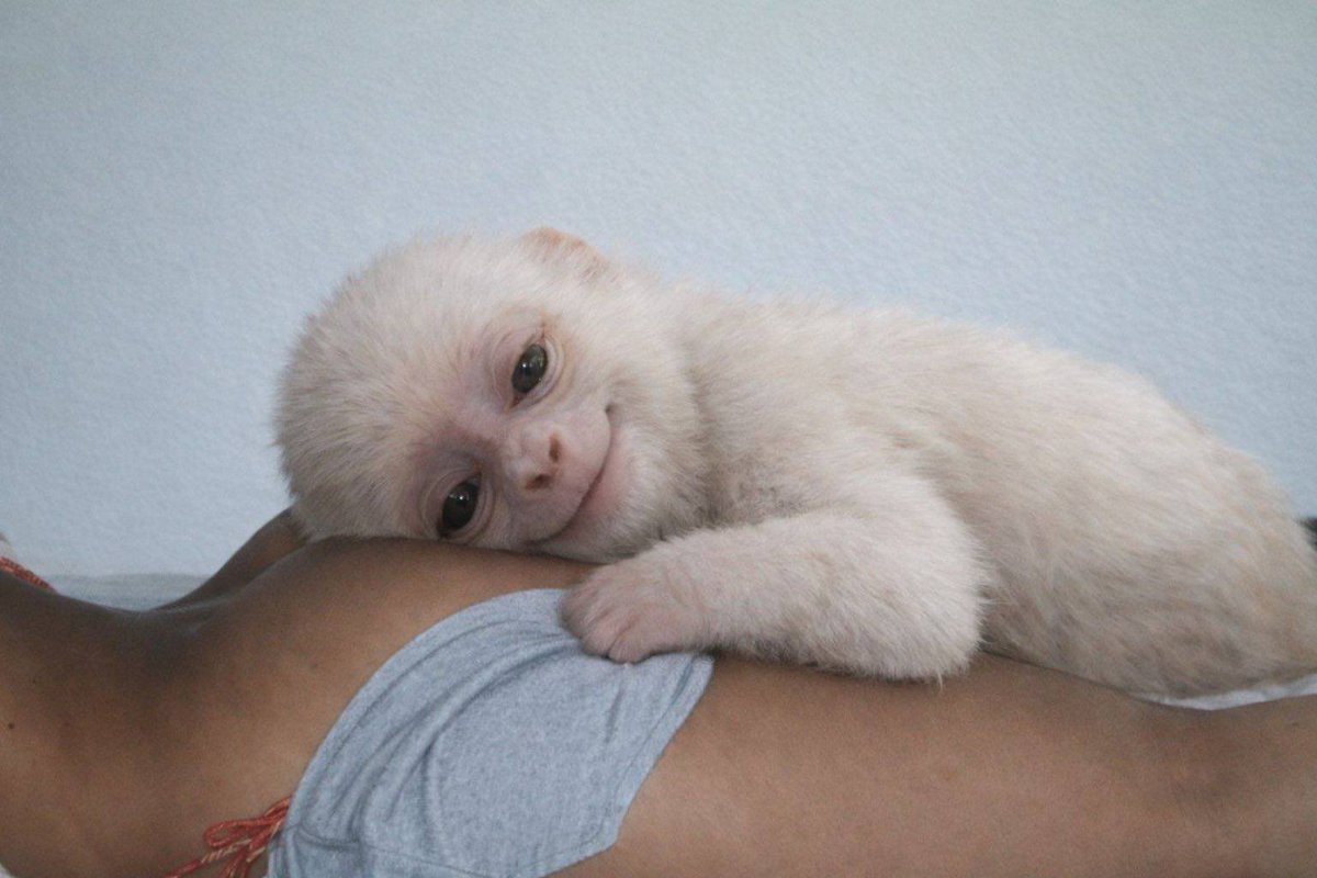 aryan monkey tweet media