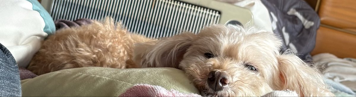 あなぐま tweet media