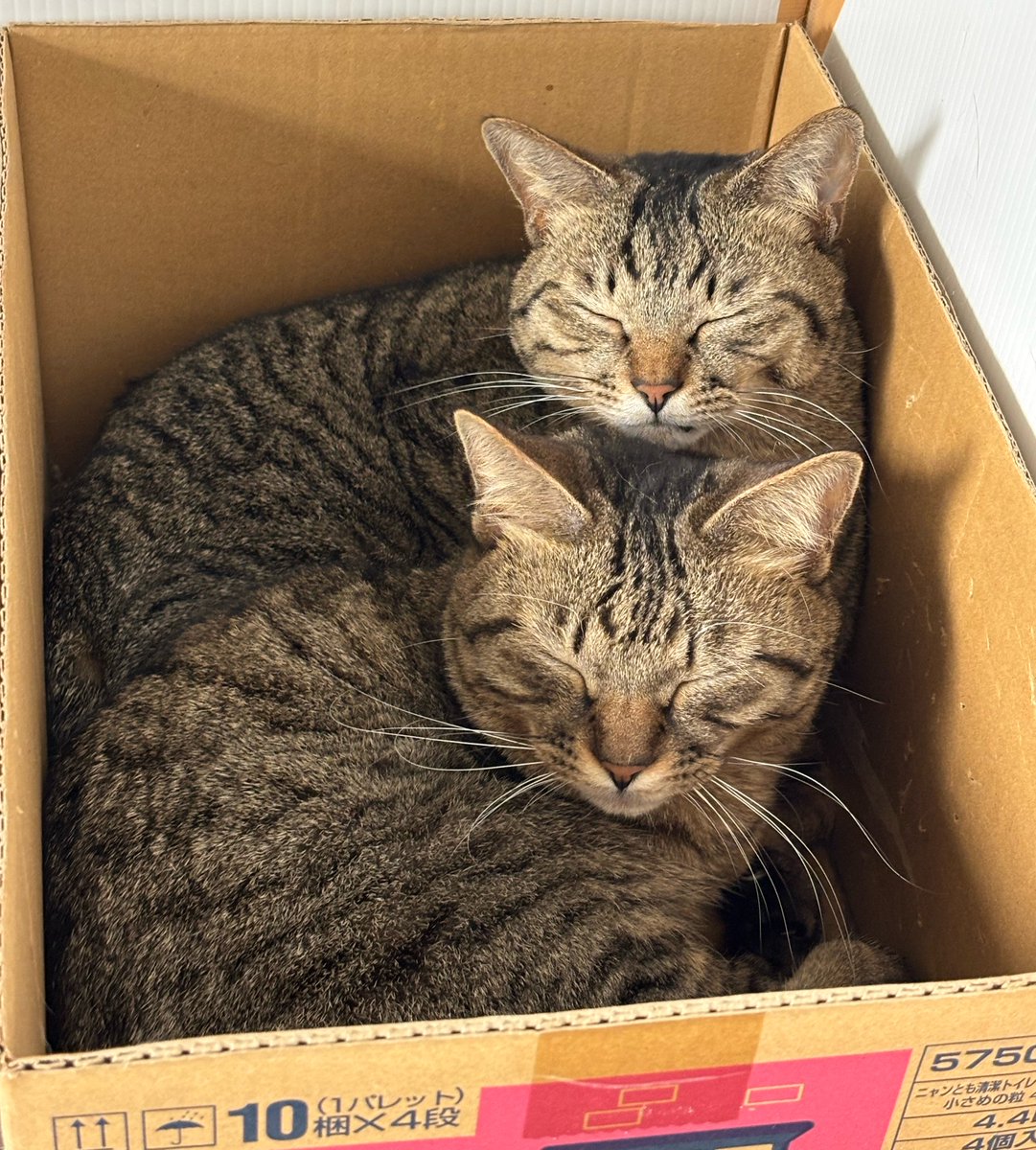 すみパン@4/12(日)譲渡会 tweet media