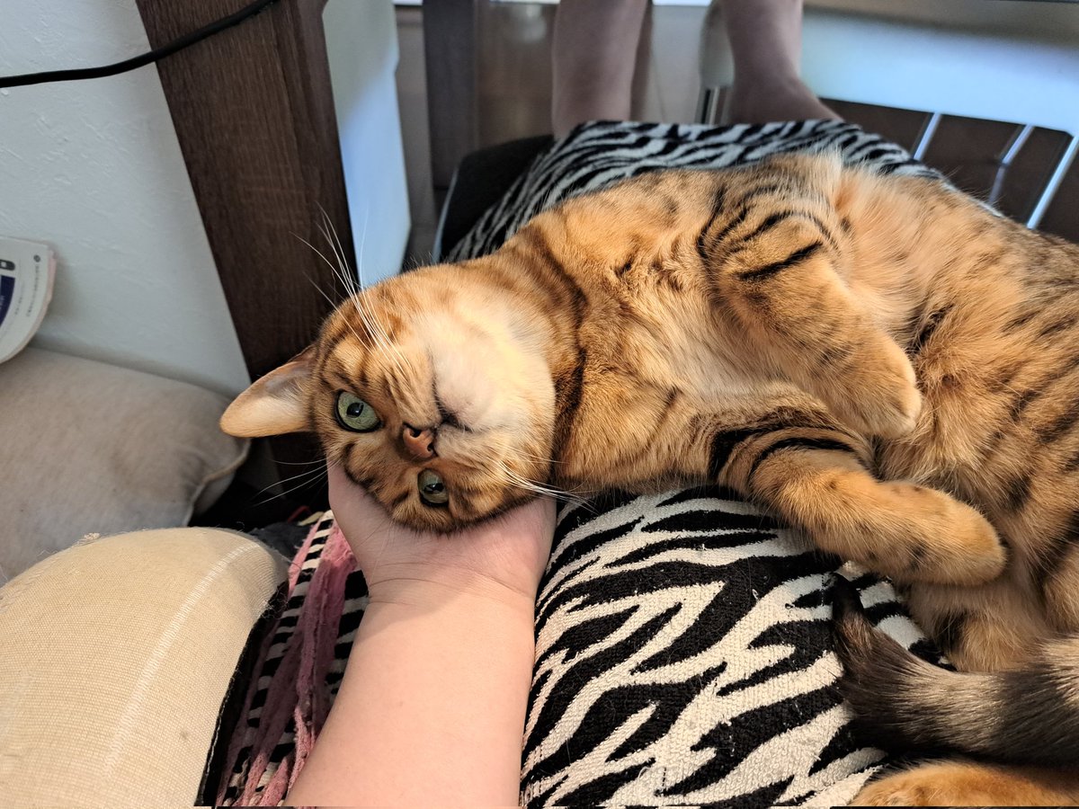 ayapon0428's tweet photo. ゲームをしてるといつもじゃましに来る猫 https://t.co/K44qlPETXq