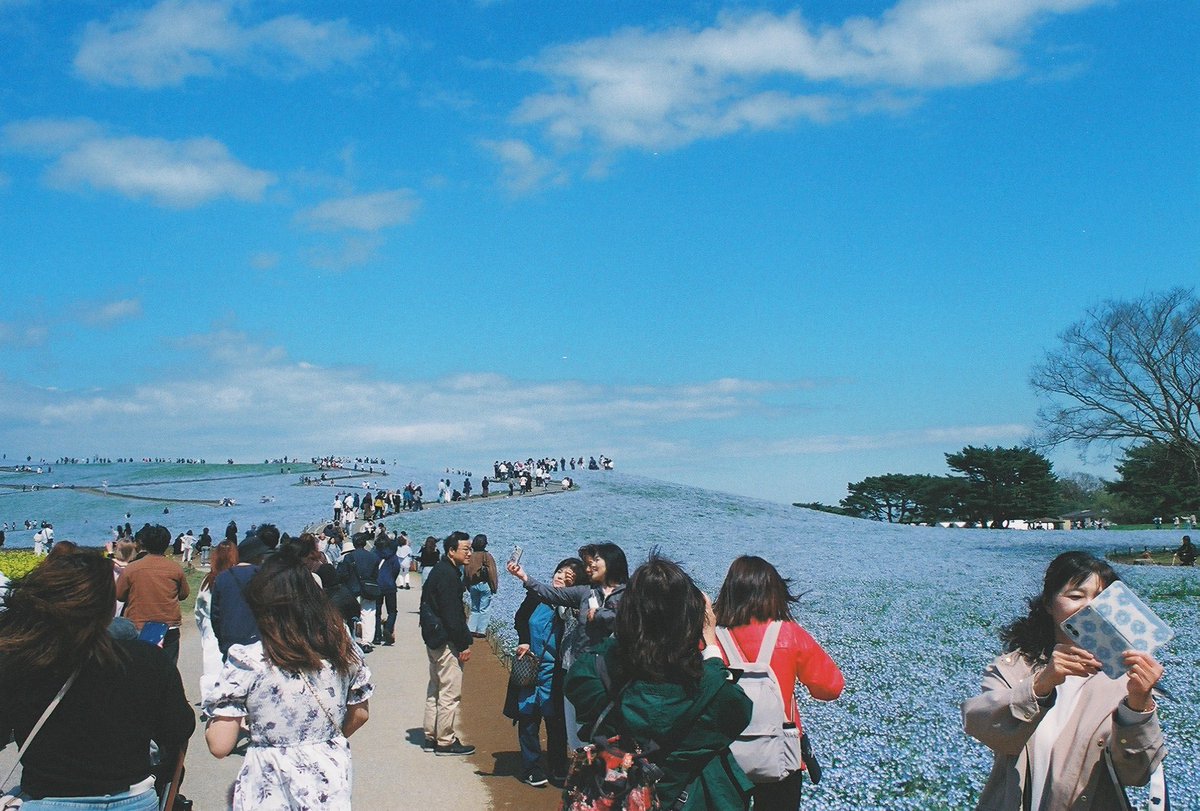 Canon NewF-1
FD 28mm F2.8 S.C.
FUJIFILM400

ネモフィラ

#フィルムカメラ