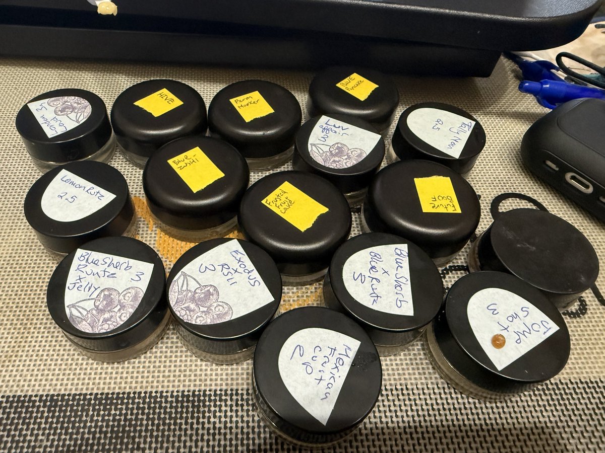 BCbubbleman tweet media