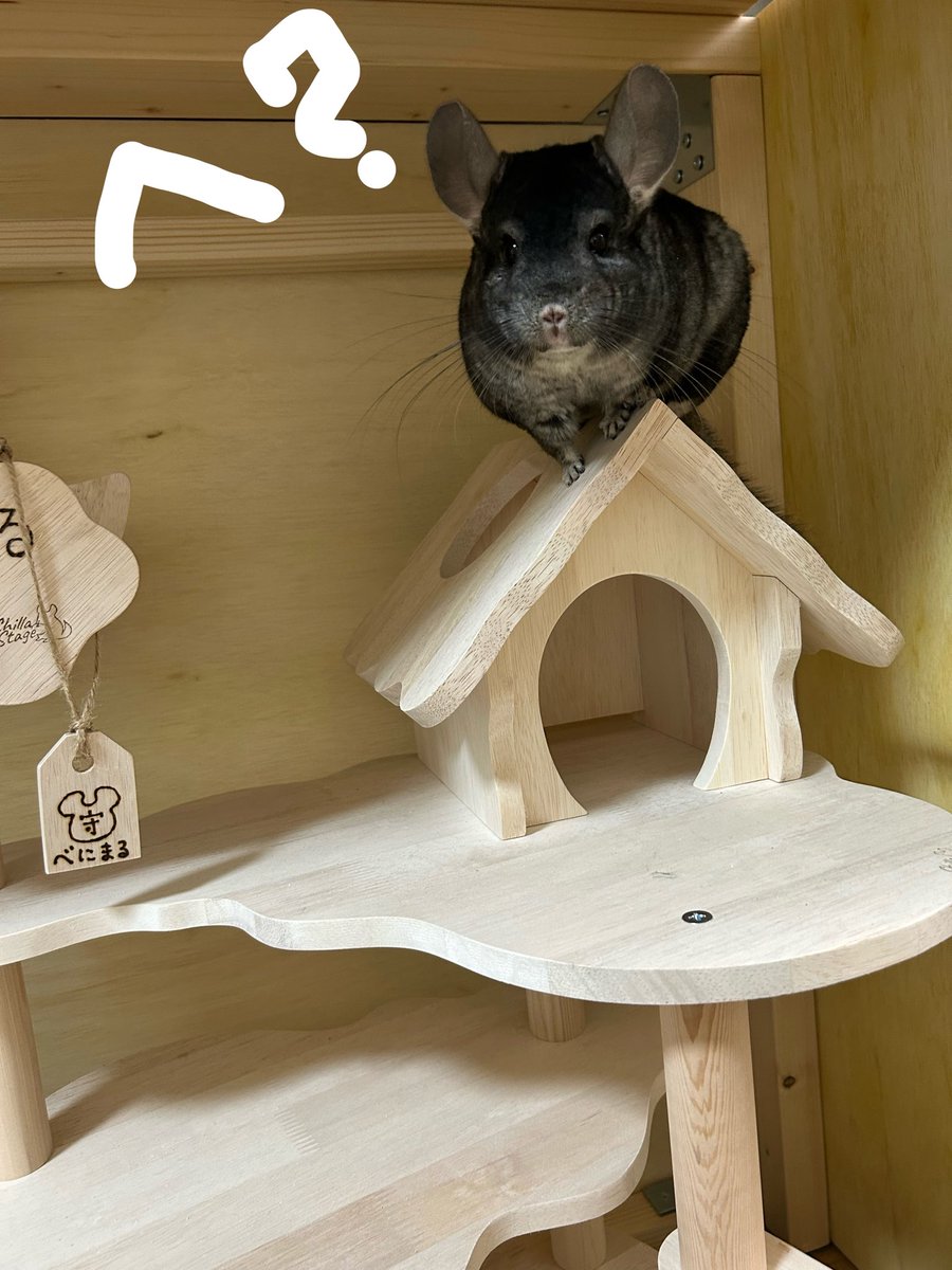 chinchilla beni tweet media