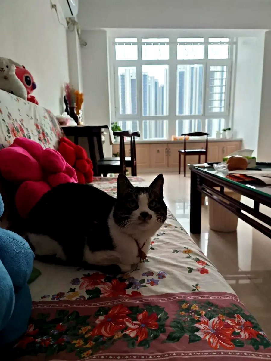 olga vovchenko tweet media