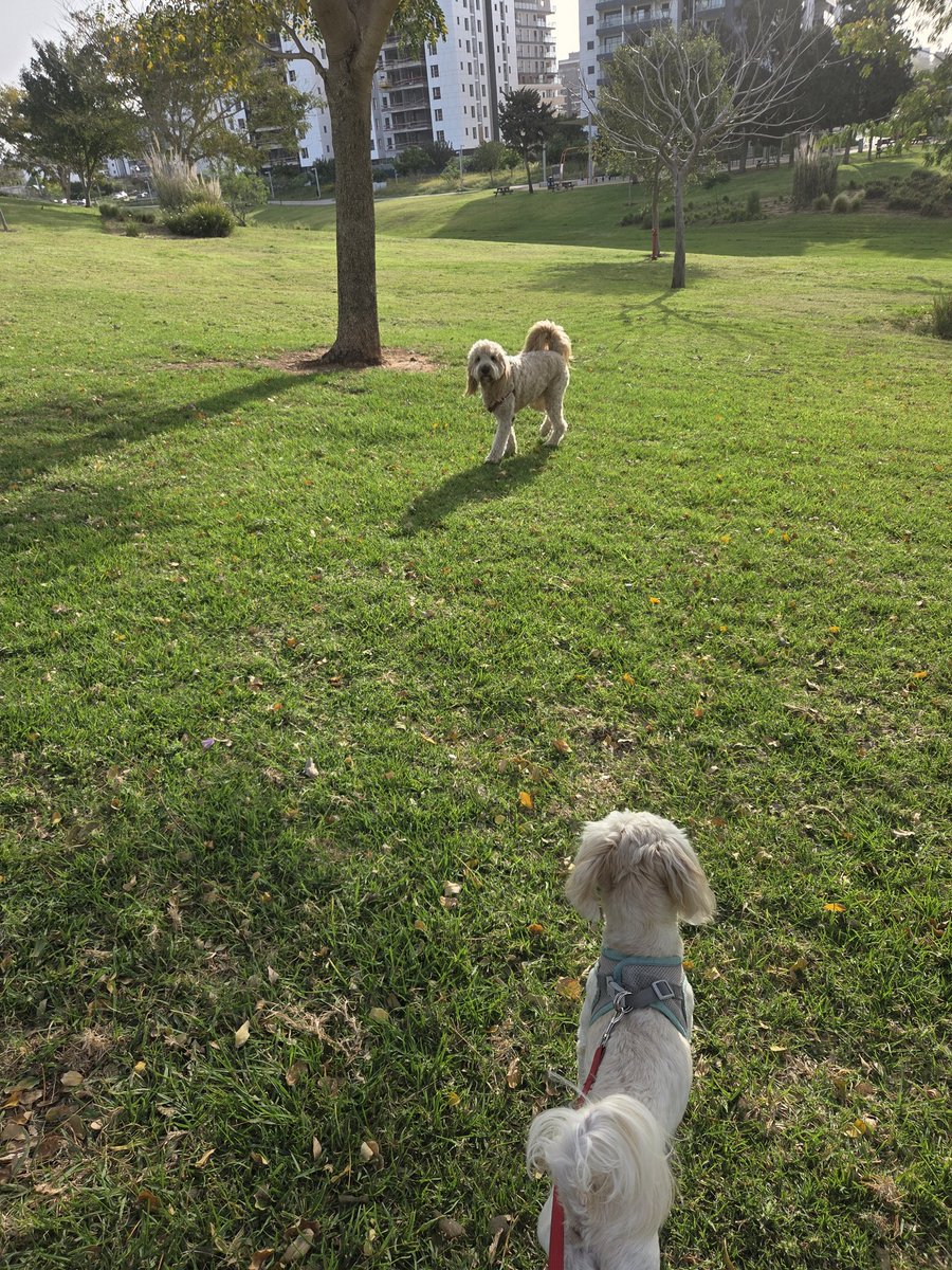 Yotam Gutman tweet media