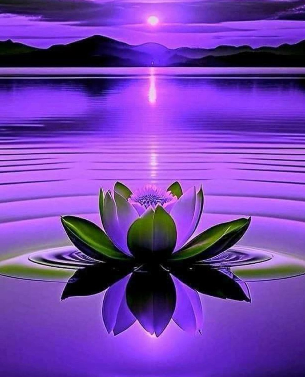 SummerRose 🌹Christine tweet media