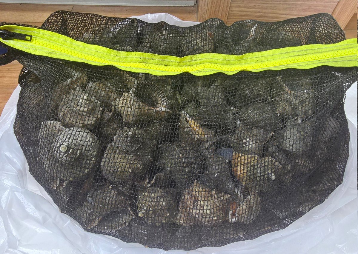 마감에 치이는 디버스 대도서관 tweet media