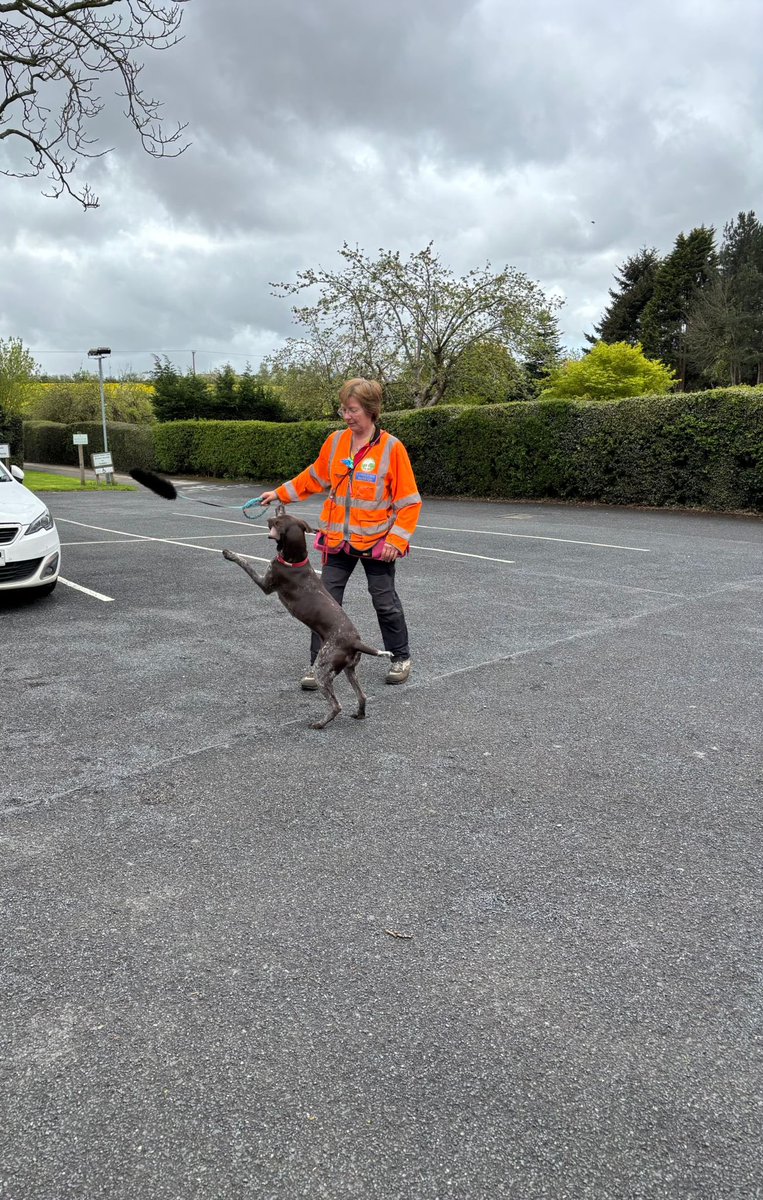 WarkSAR's tweet image. Yesterday, some of our volunteers supported parking management at the NFU in Stoneleigh Park, while later our Dog Team were out training.

A huge thank you to everyone who gave their time to help — your dedication keeps us going.

#WarwickshireSearchAndRescue #NFU #SearchDogs