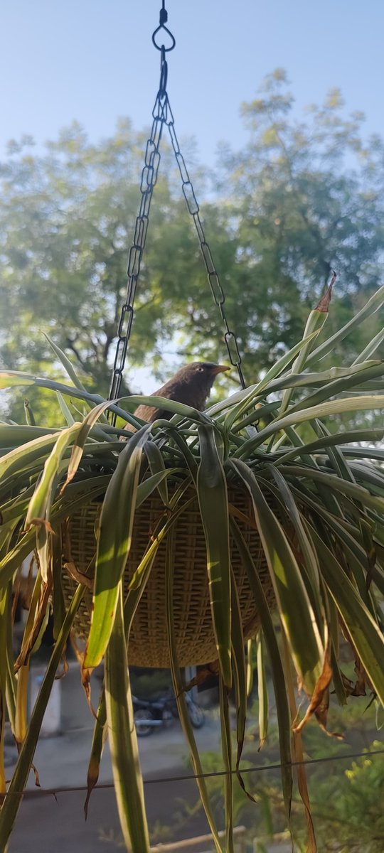 BewithTamanna's tweet image. धूप की हल्की किरणें, हरे पत्तों के बीच सुकून का पल… और इस नन्हे मेहमान की मौजूदगी ने तो माहौल ही खास बना दिया 🐦🌿

कभी-कभी खुशी बस यूँ ही आकर बैठ जाती है… ❤️ #NatureLove #MorningVibes