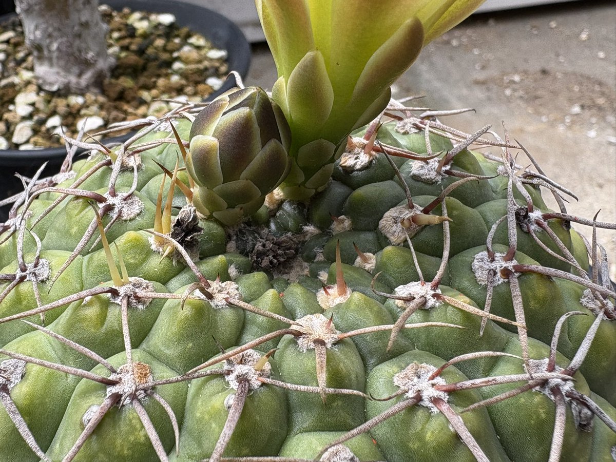 cactuspower tweet media