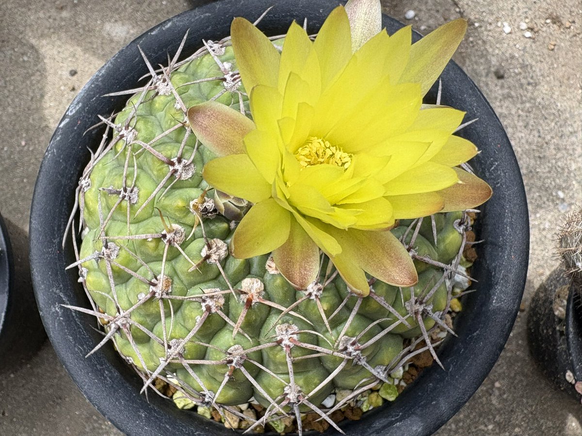 cactuspower tweet media