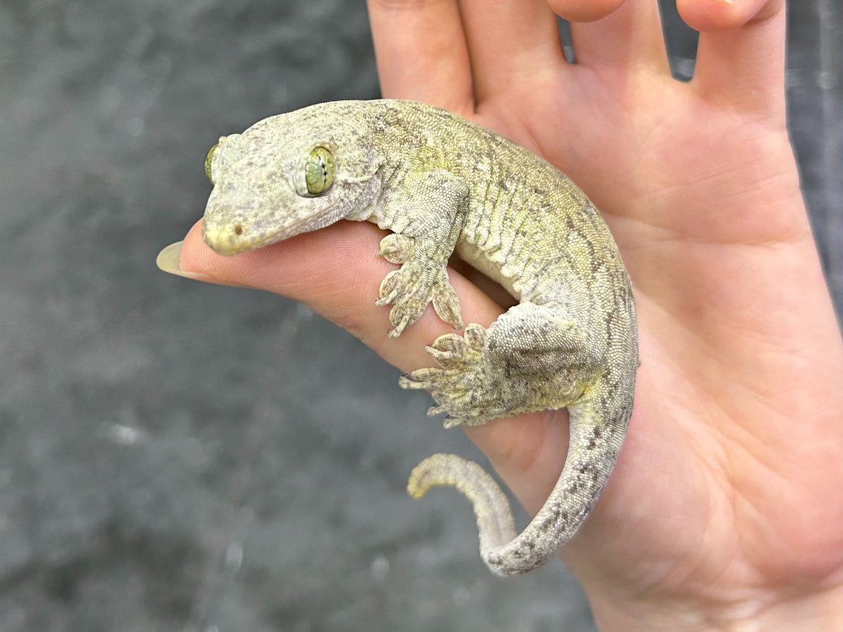 本日13時からオープンです☀️ ️ヤモリ新着紹介 ️ 【ハルマヘラジャイアントゲッコー】 安心サイズと小さめの可愛らしいサイズが1匹ずつ来てい ...