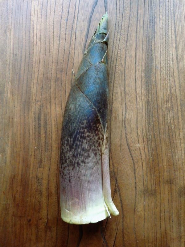 向田れん tweet media