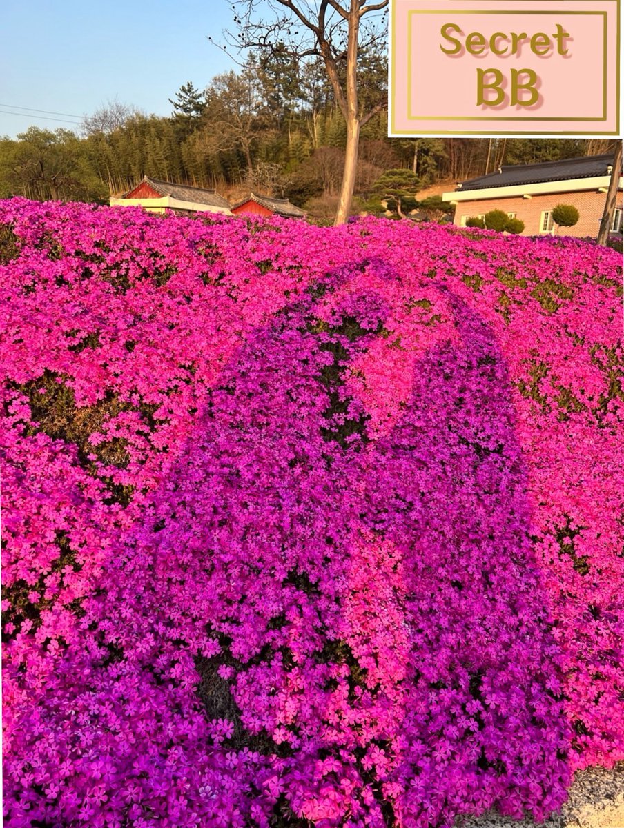 Secret BB tweet media