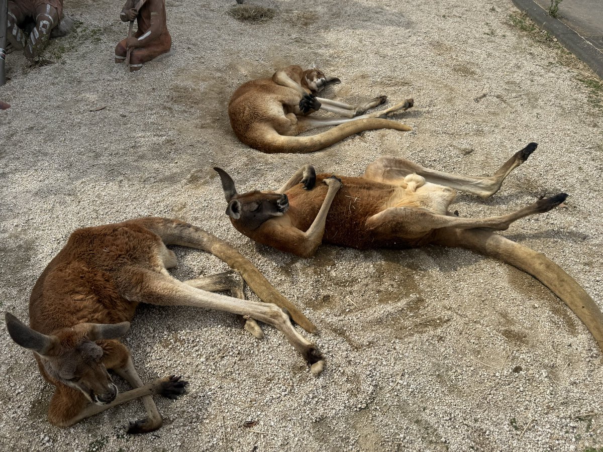 カンガルー可愛いけど寝方が凄いオッサンくさい 