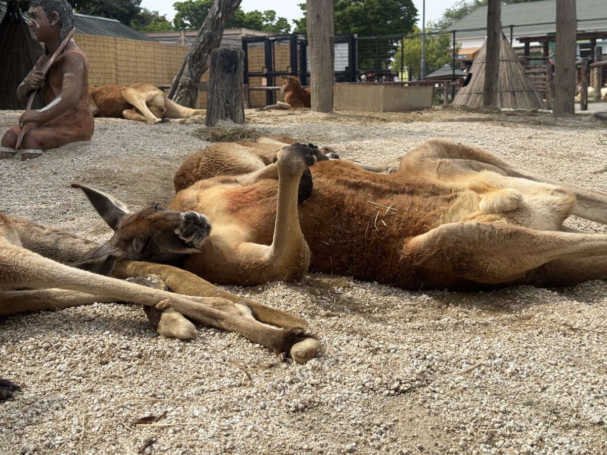 カンガルー可愛いけど寝方が凄いオッサンくさい 
