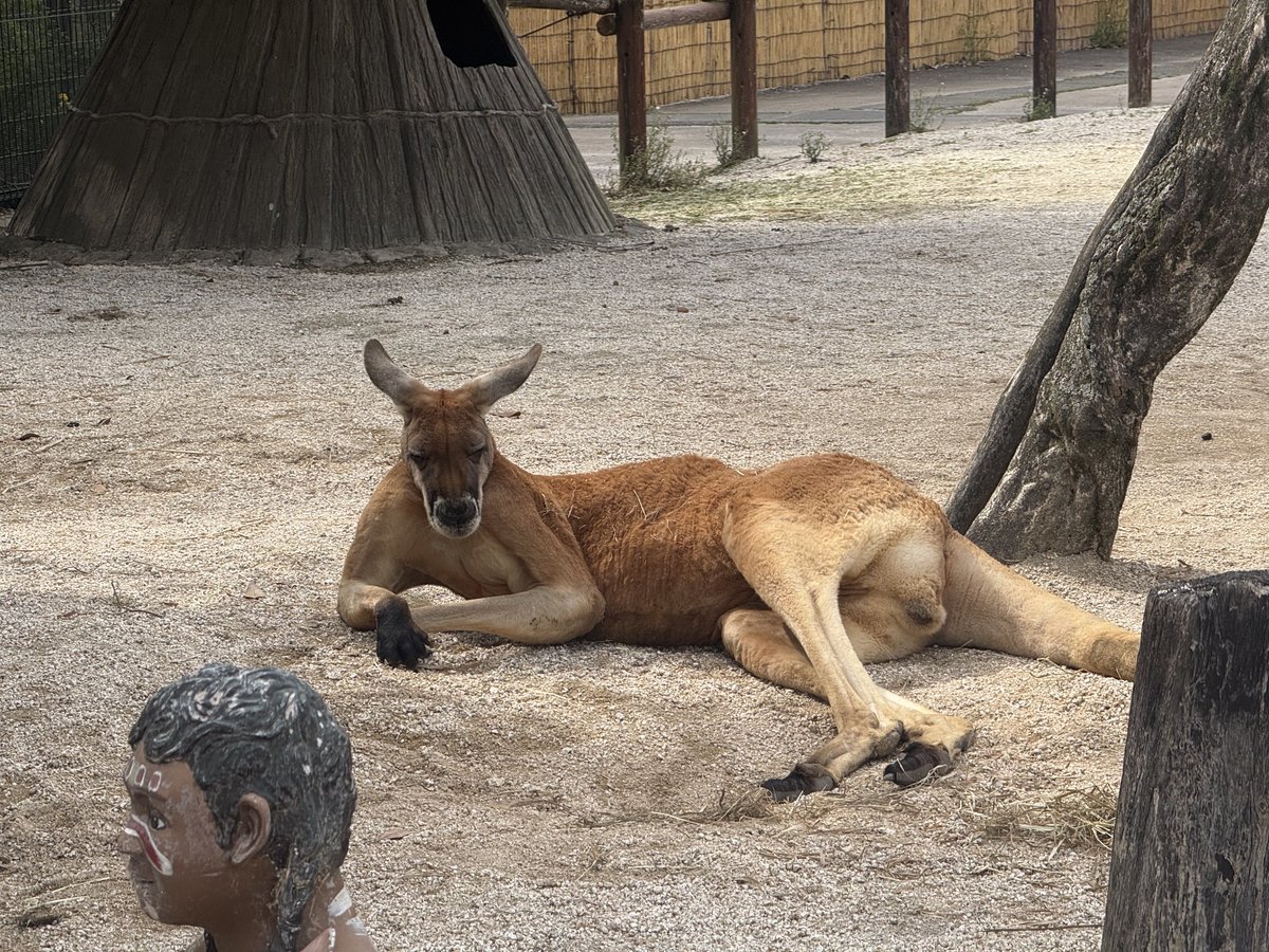 カンガルー可愛いけど寝方が凄いオッサンくさい 