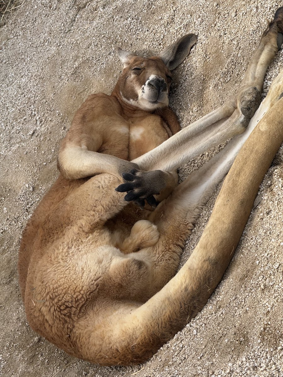 カンガルー可愛いけど寝方が凄いオッサンくさい 