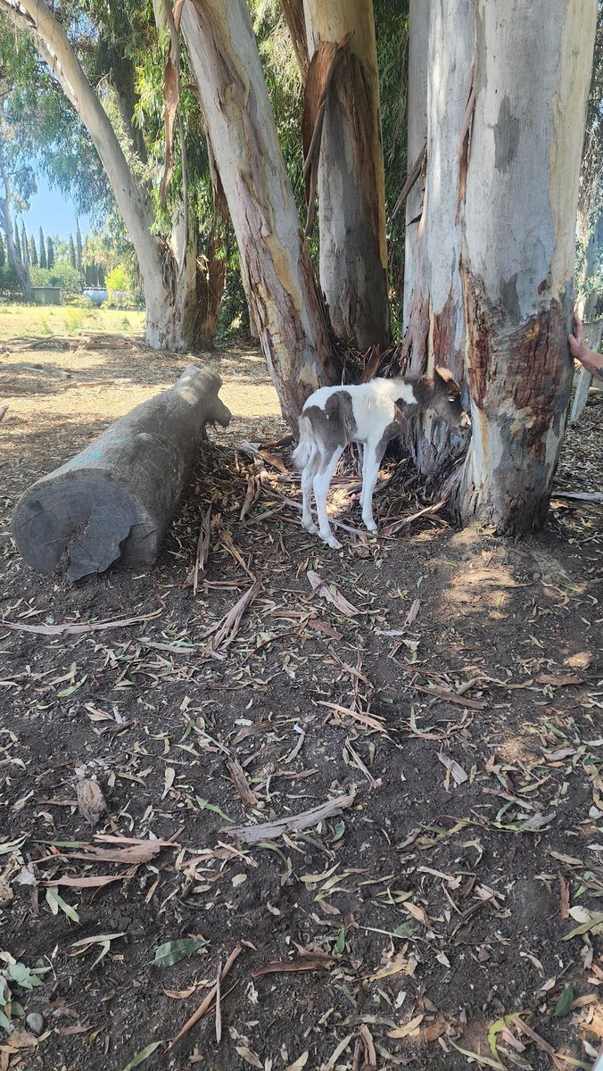 chrisperguidi's tweet image. New #horse at the perguidi Ranch #hailugwa #retweet