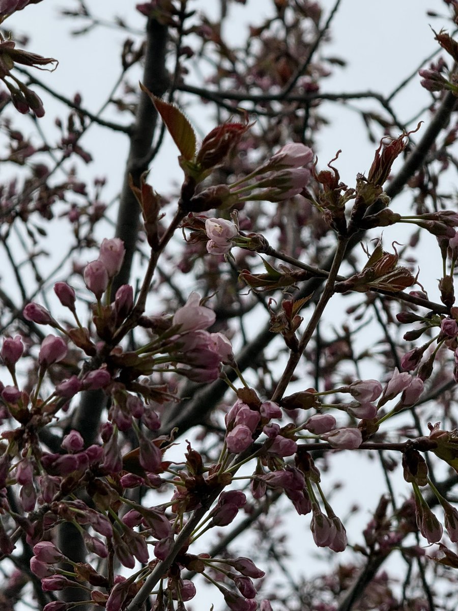 エクセﾉﾚ tweet media