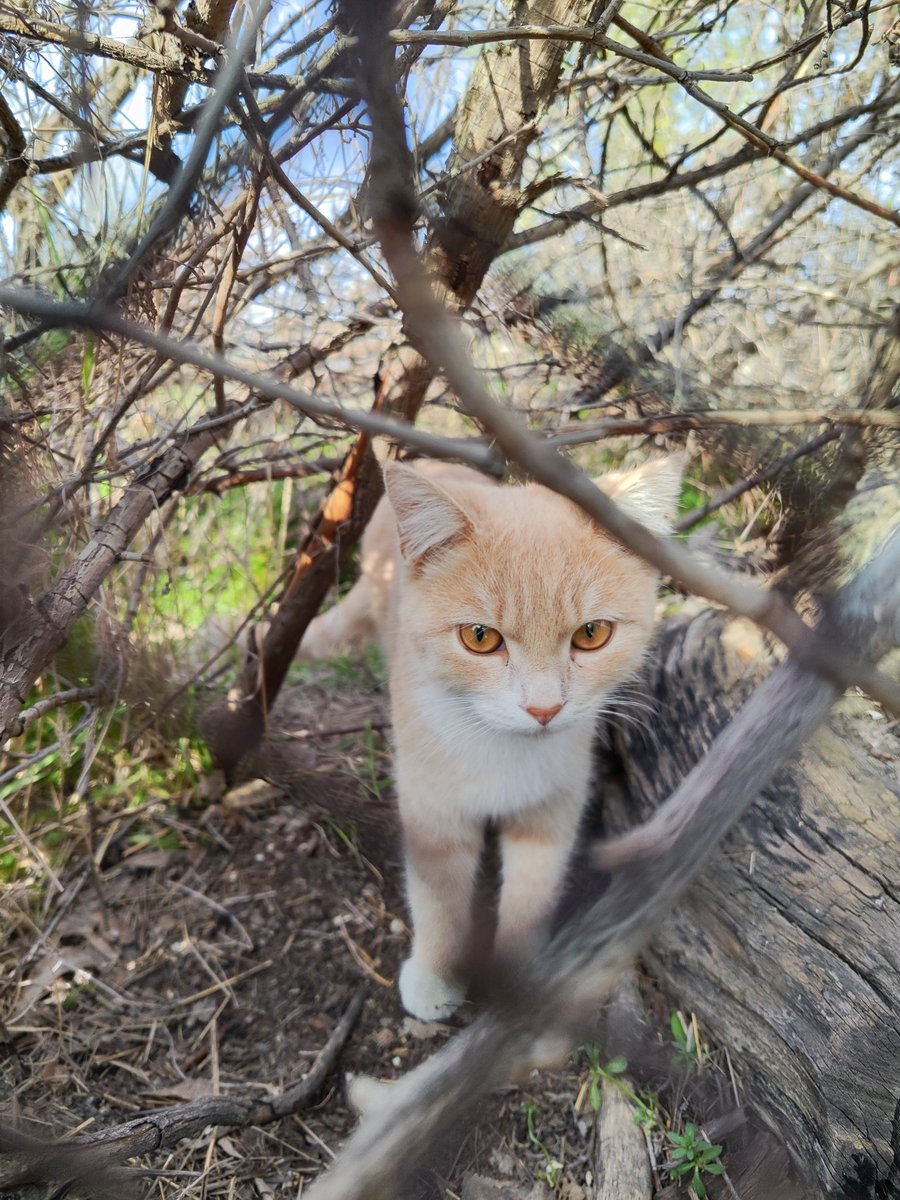 AnnetPeas_Art's tweet image. На днях встретила такого красавца. Всё-таки в уличных котах есть какой-то особенный шарм ❤️
#photo #cats