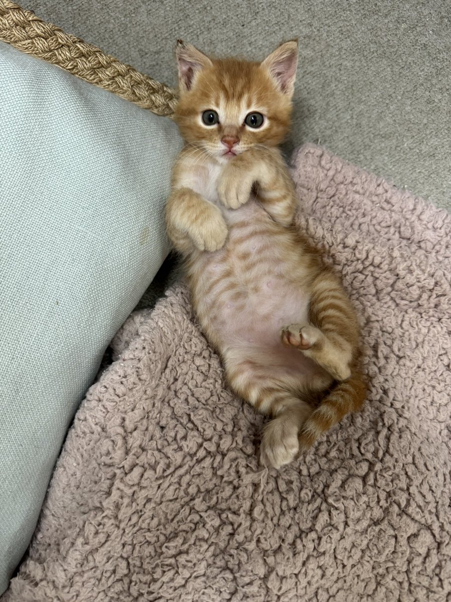 makoto POOL tweet media