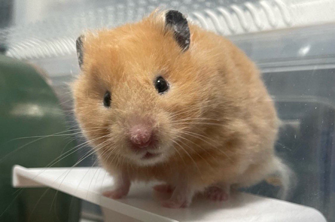 MARJIMALS tweet media