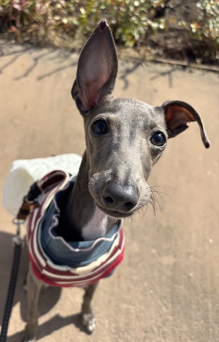 ねねここ🍒 tweet media