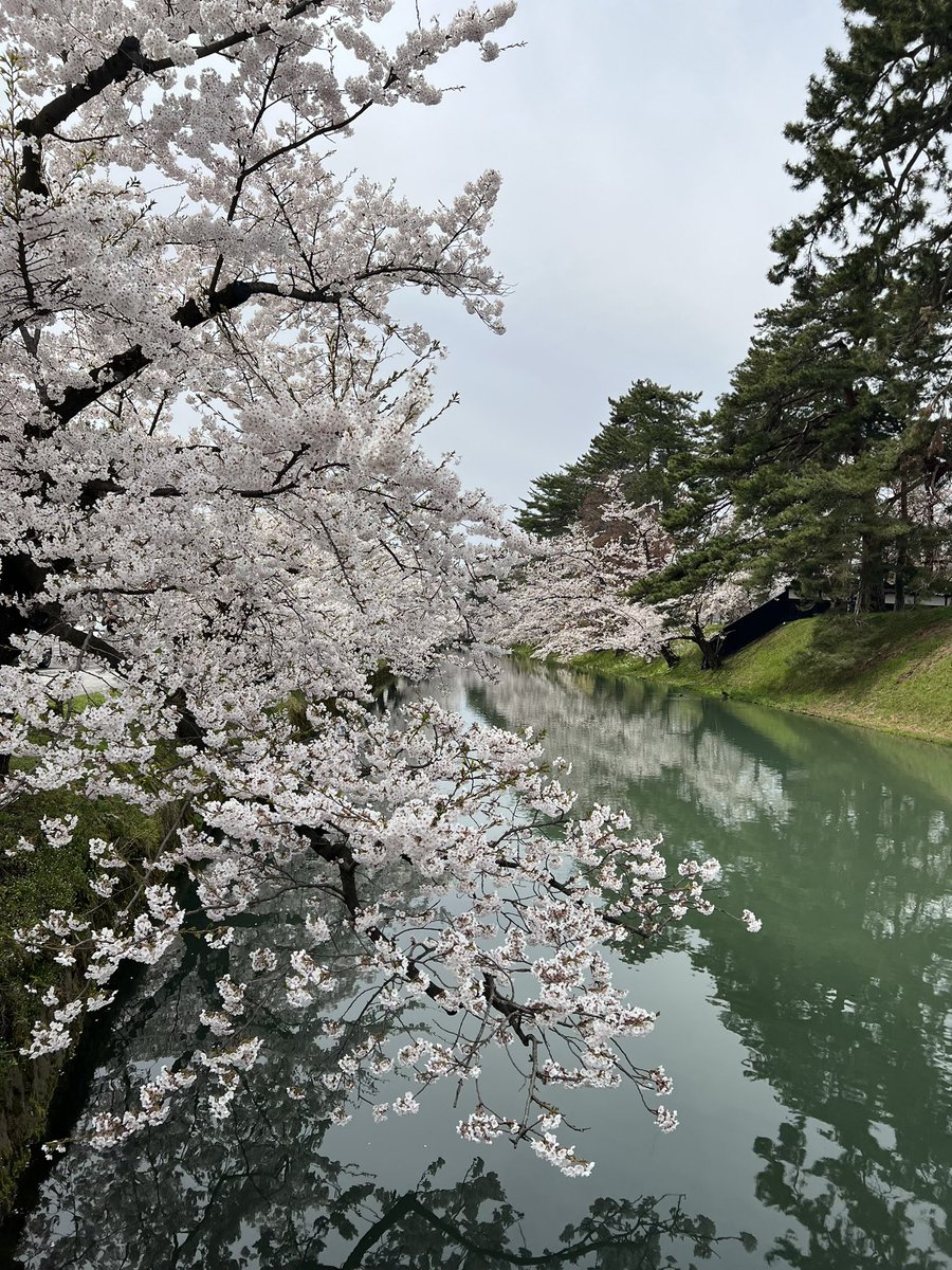 camp_hiro's tweet photo. 今日が満開予定です🌸
#弘前
#弘前公園
#さくらまつり https://t.co/MRrMI0qmjN