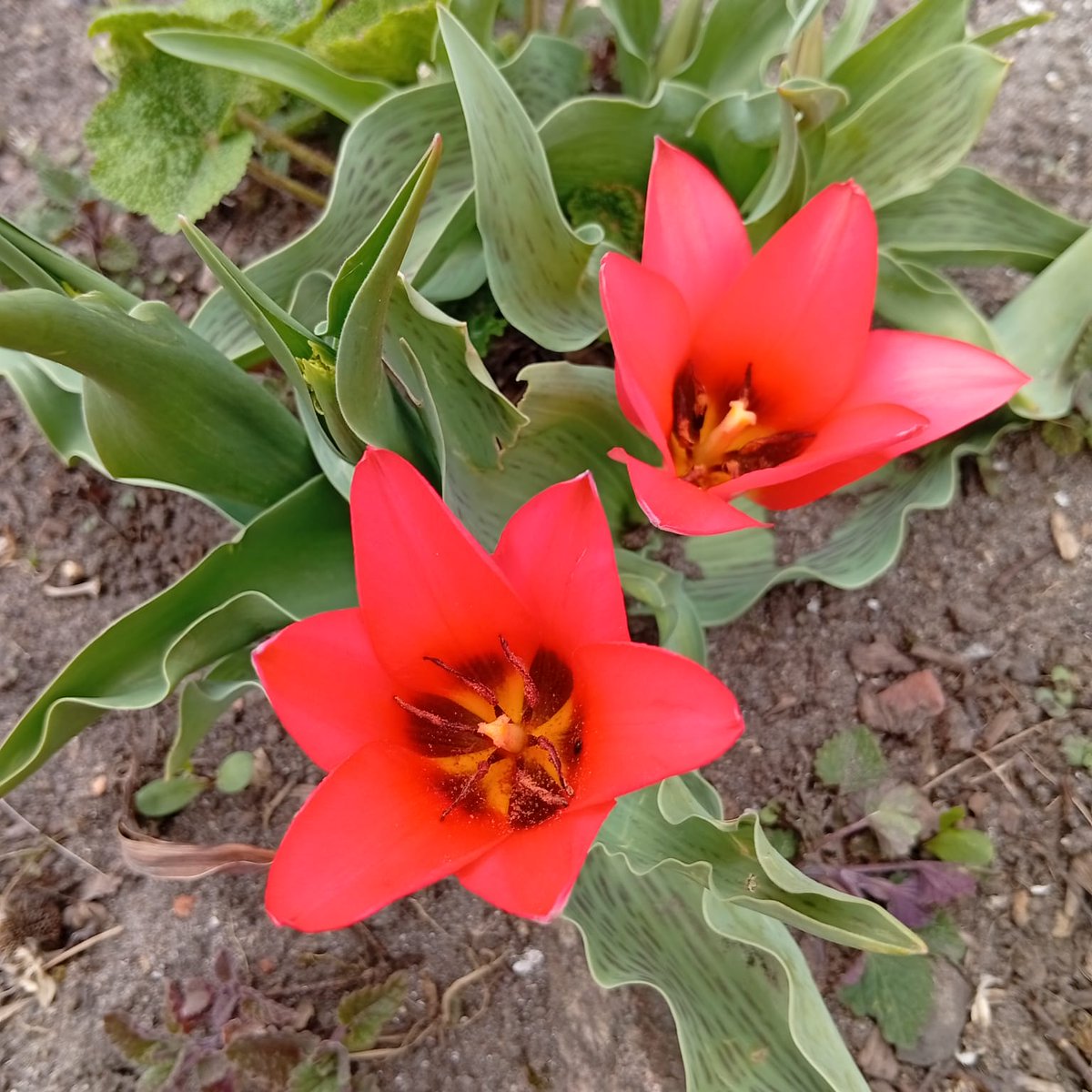 Krysty_Na🇵🇱 tweet media