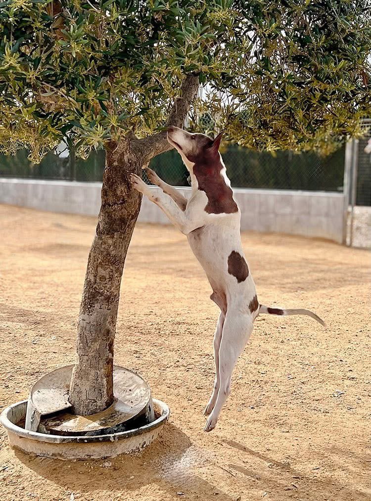 Galgos del Sol tweet media