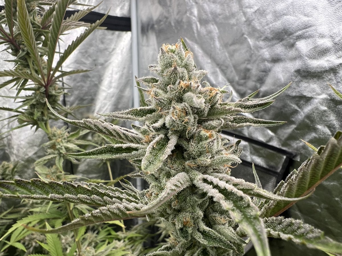 Cody Ledford tweet media